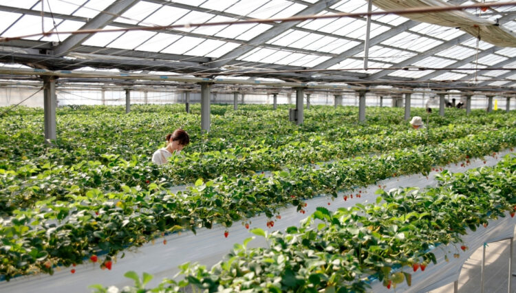 Growers Needed for FOSH Annual Plant Sale
