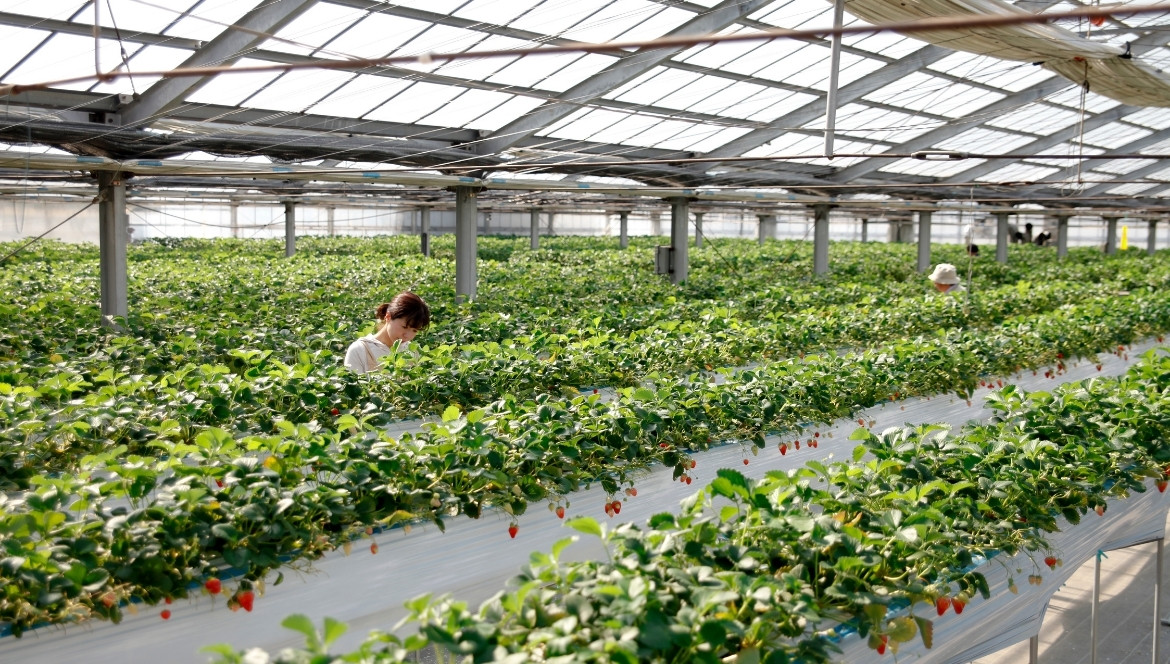 Growers Needed for FOSH Annual Plant Sale